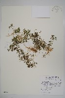 藏品(山桔梗)的圖片