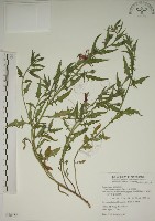 藏品(四翅月見草)的圖片