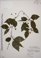 藏品(阿里山五味子)的圖片