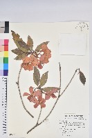 藏品(西施花、青紫木)的圖片