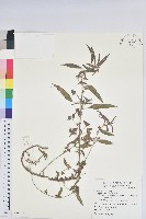 藏品(鐵莧菜)的圖片