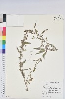 藏品(鐵莧菜)的圖片