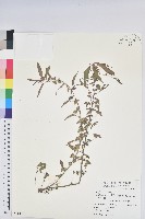 藏品(鐵莧菜)的圖片