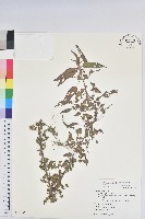 藏品(鐵莧菜)的圖片