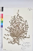 藏品(伏生大戟)的圖片