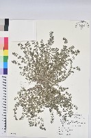 藏品(飛揚草)的圖片