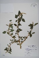 藏品(刺莧)的圖片