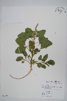 藏品(青莧)的圖片