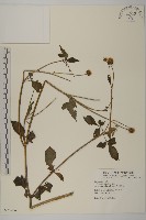 藏品(鬼針)的圖片