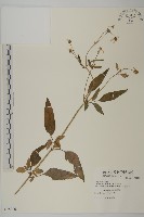 藏品(大花咸豐草)的圖片