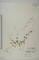 藏品(荷蓮豆草、菁芳草)的圖片