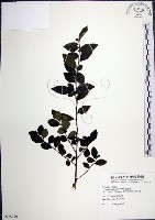 藏品(水雞油)的圖片