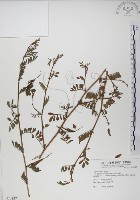 藏品(穗花木藍)的圖片