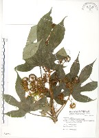 藏品(臺灣八角金盤)的圖片