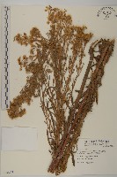 藏品(野茼蒿)的圖片