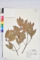 藏品(絨毛金斗椆)的圖片