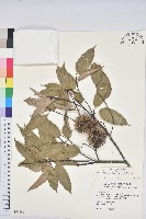 藏品(大葉苦櫧)的圖片