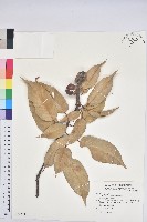 藏品(短尾柯、油葉杜、嶺南柯)的圖片