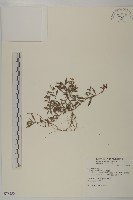 藏品(鱧腸)的圖片