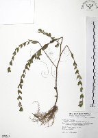 藏品(克非亞草)的圖片