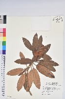 藏品(南湖杜鵑)的圖片