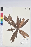 藏品(森氏杜鵑、森氏滿江紅)的圖片