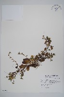 藏品(臺北附地草)的圖片