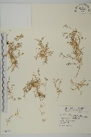 藏品(瓜槌草、漆姑草)的圖片