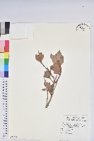 藏品(馬醉木)的圖片