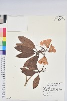 藏品(森氏杜鵑、森氏滿江紅)的圖片