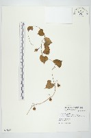 藏品(野牽牛)的圖片