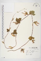 藏品(碗仔花)的圖片