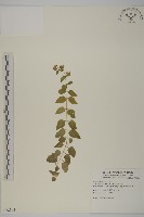 藏品(鵝兒腸)的圖片