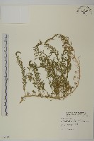 藏品(臭杏、土荊芥)的圖片