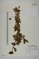 藏品(南美蟛蜞菊、三裂葉蟛蜞菊)的圖片