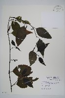 藏品(多子漿果莧)的圖片