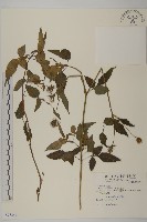 藏品(大花咸豐草)的圖片