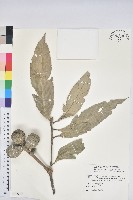 藏品(鬼石櫟)的圖片