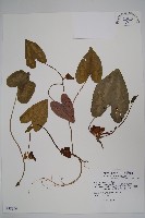 藏品(大花細辛、馬蹄香)的圖片