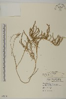 藏品(裸花鹼蓬)的圖片