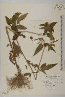 藏品(白花鬼針)的圖片