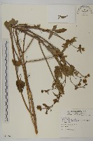 藏品(白花鬼針)的圖片