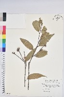 藏品(長尾栲、長尾柯、長尾尖葉櫧)的圖片