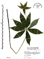 藏品(七葉一枝花)的圖片