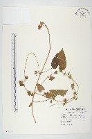 藏品(白花牽牛)的圖片