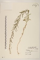 藏品(加拿大蓬)的圖片