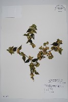 藏品(華九頭獅子草)的圖片