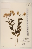 藏品(小舌菊、蔓綿菜)的圖片