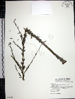 藏品(鐵掃帚、千里光)的圖片