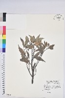 藏品(長尾栲、長尾柯、長尾尖葉櫧)的圖片